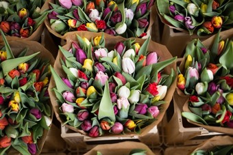 Plant Flower Tulip Bouquet Spring Flora 40561 Pxherecom