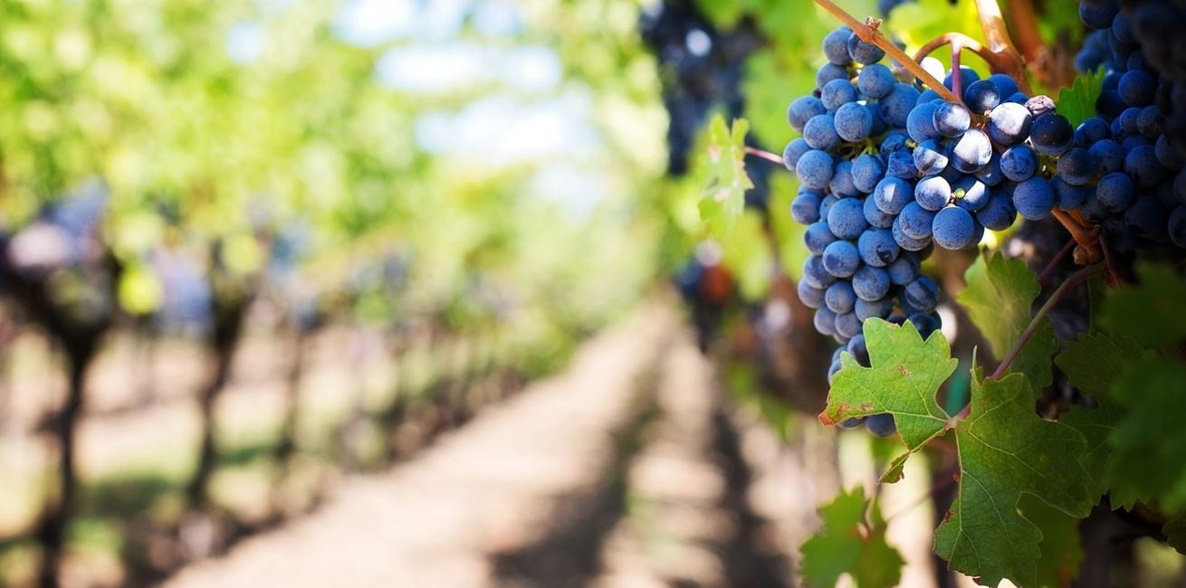 Branch Plant Grape Vine Vineyard Fruit 919774 Pxherecom