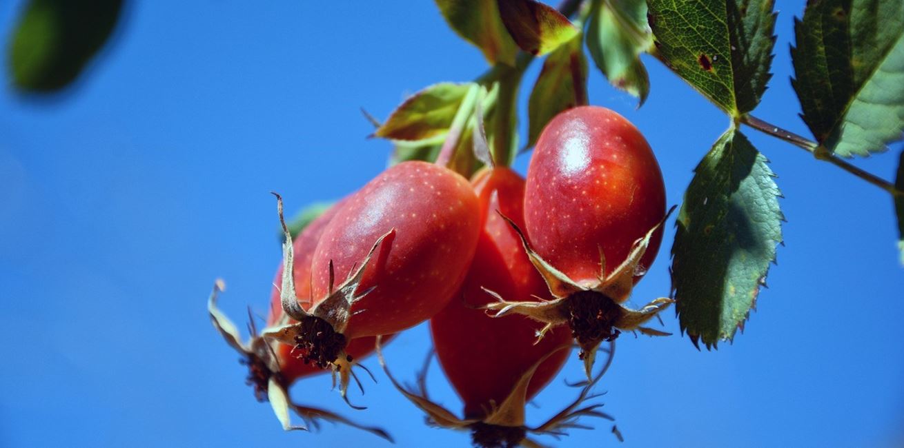 Rosehip 2823827 1280