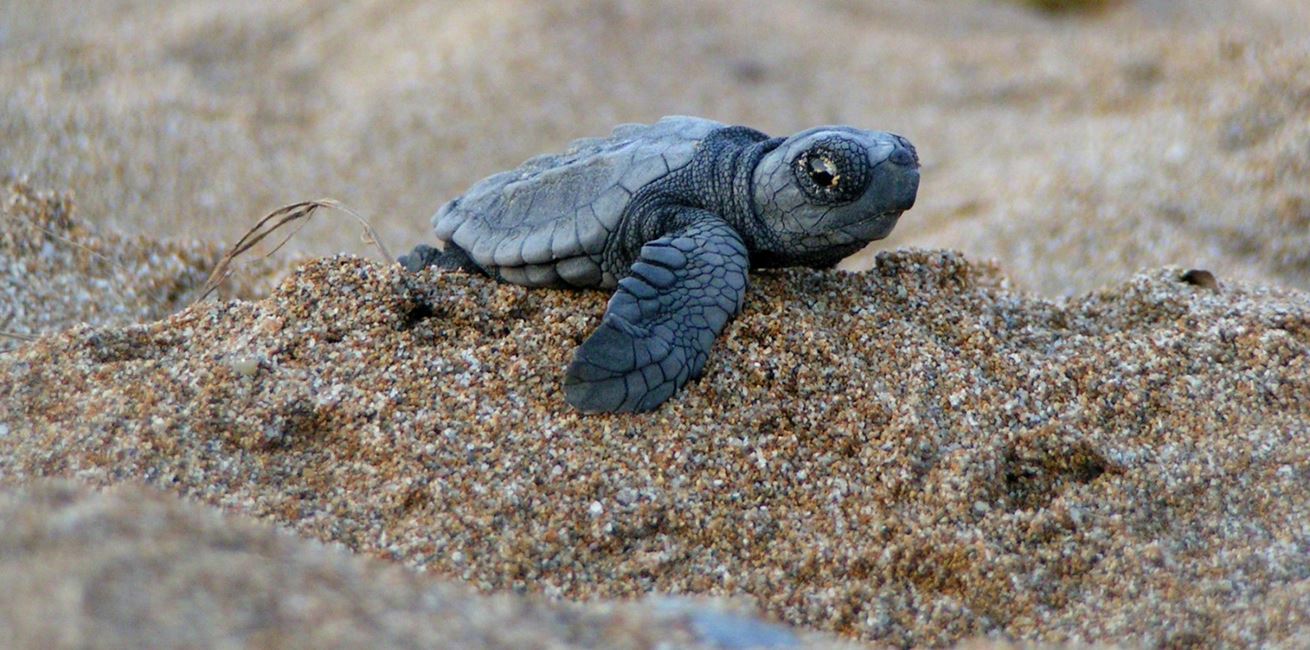 Turtle