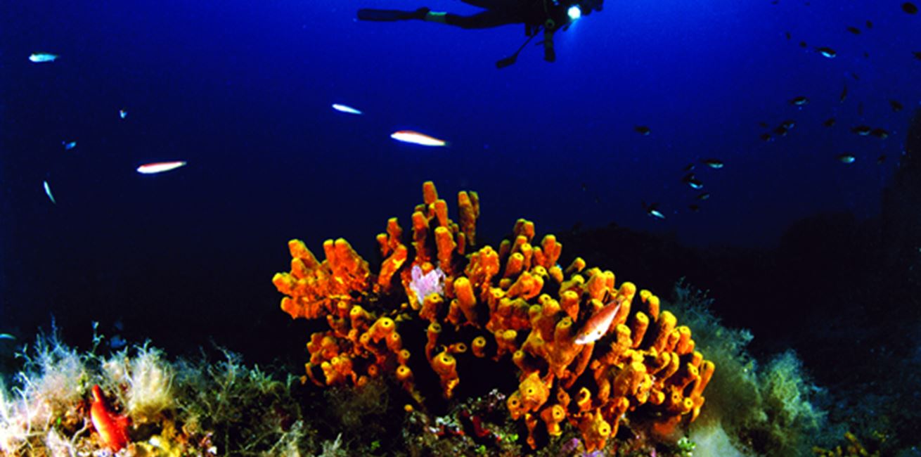 Diving in the mediterranean