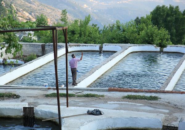 Trout farms in Islamlar