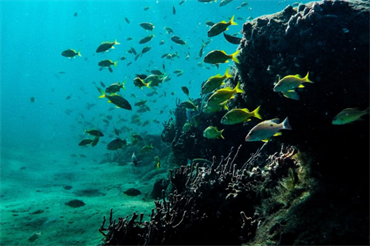 Bodrum Diving 1