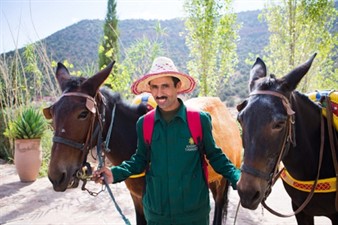 Mule Trekking