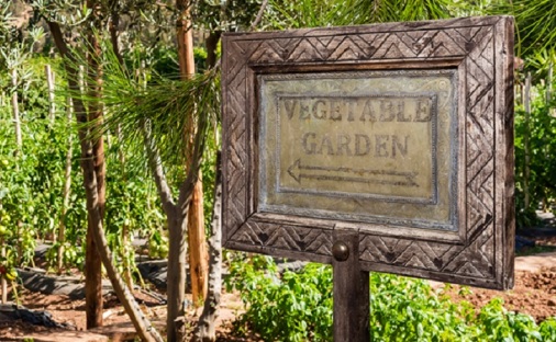 Vegetable garden