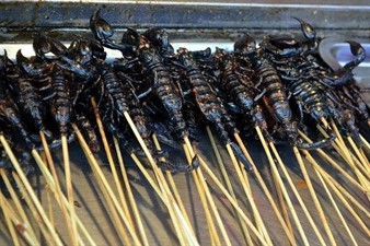 Scorpions on a stick