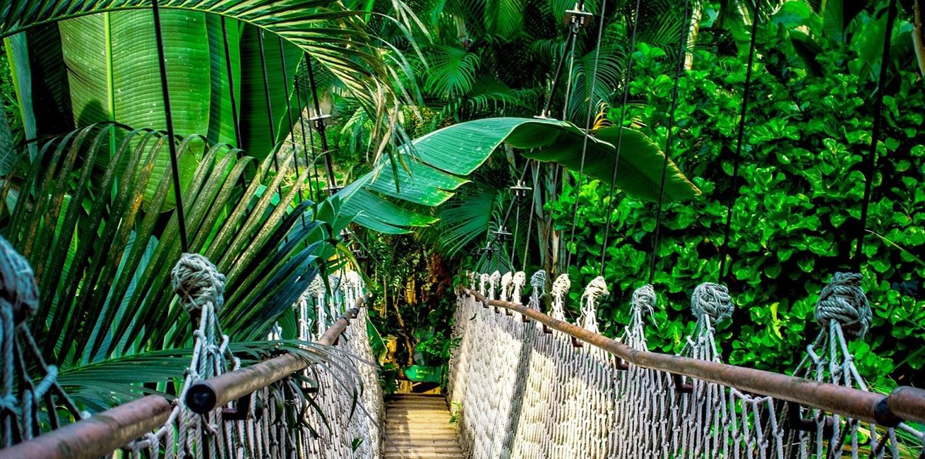 Jungle Bridge