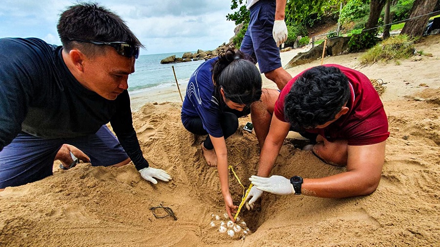 Turtle Eggs