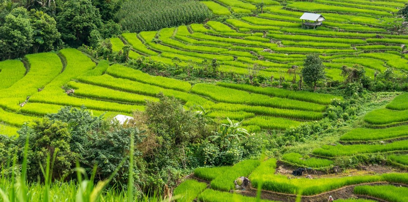 Paddyfields