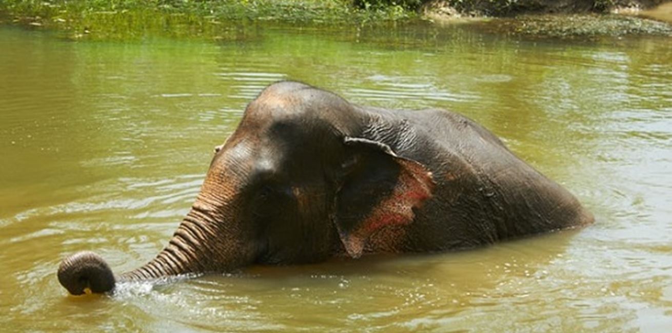 Bathing Elephant widget