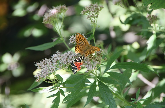Valley of the Butterflies, Rhodes