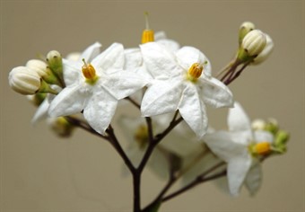 Jasmine Flower