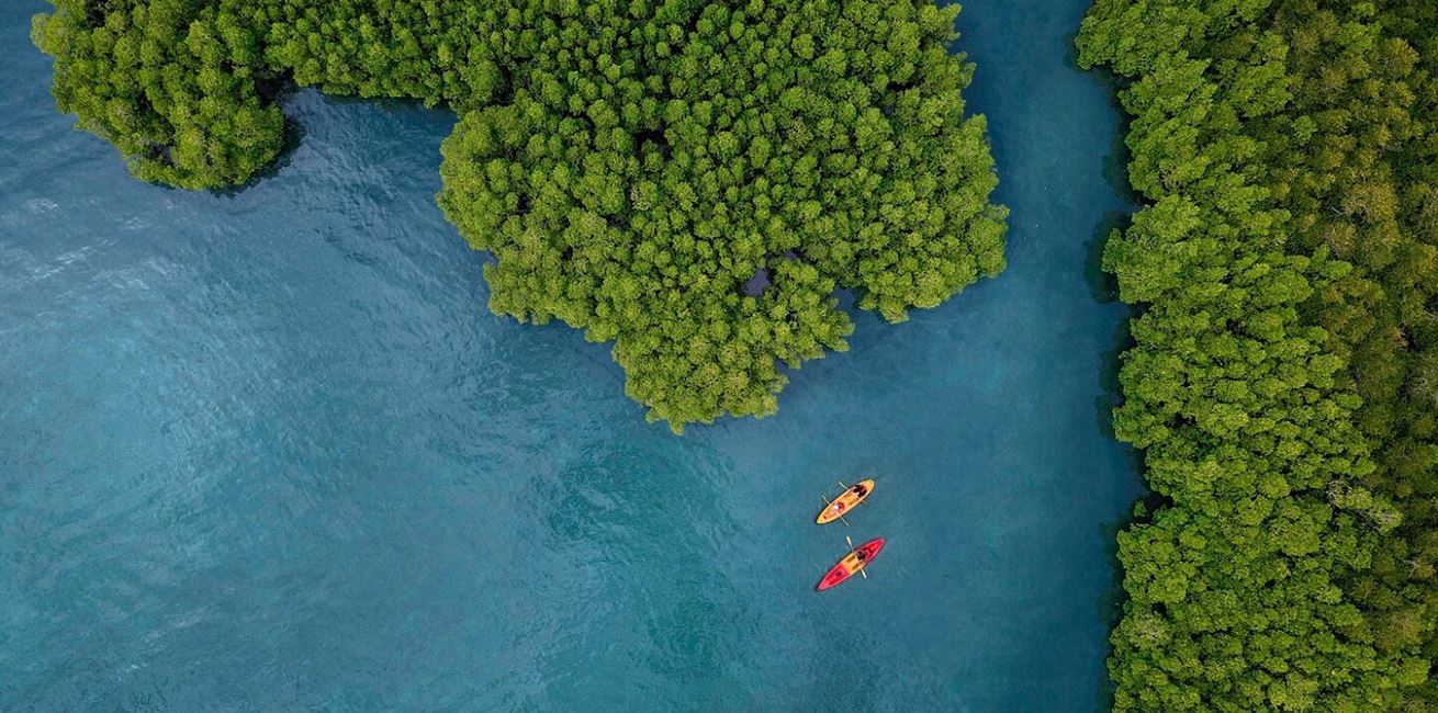 Mangrove Kayaking 2