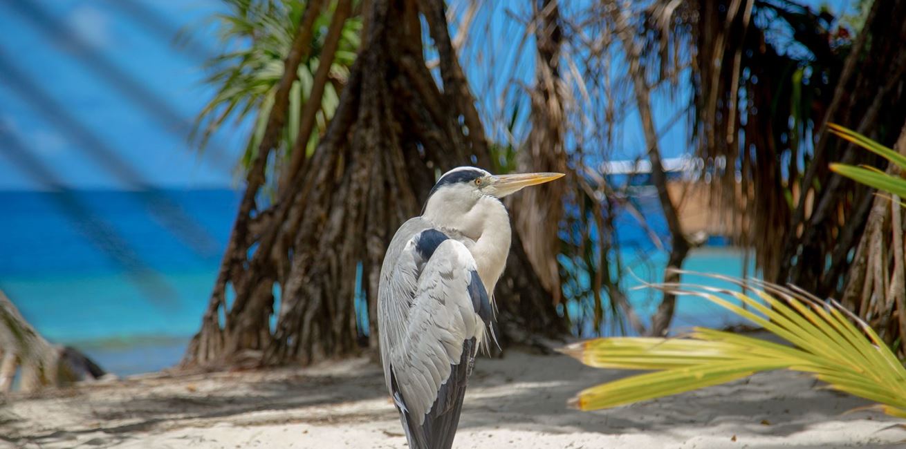 Pexels Asad Photo Maldives 9394305