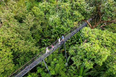 Banyan Tree Gallery