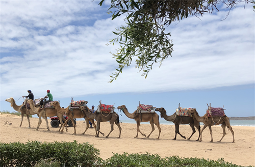 Atlantic Coast Camels Morocco